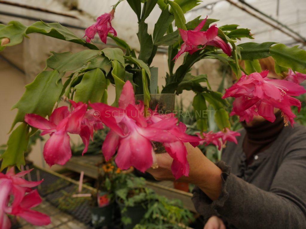 Schlumbergera 'Mac'