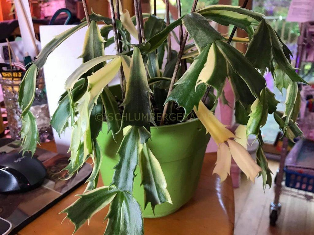 Schlumbergera 'Madame Butterfly Variegated'