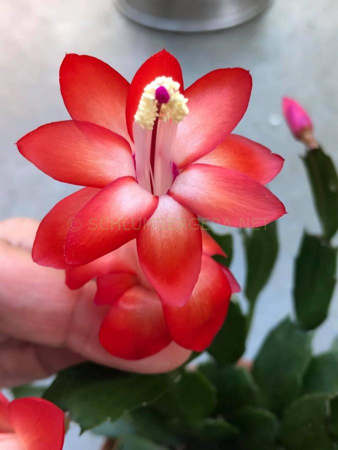 Schlumbergera 'Malindi'