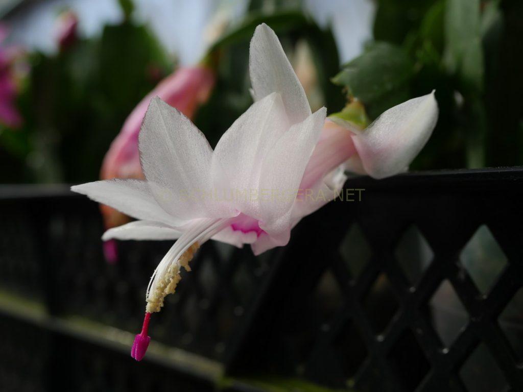 Schlumbergera 'Malissa'