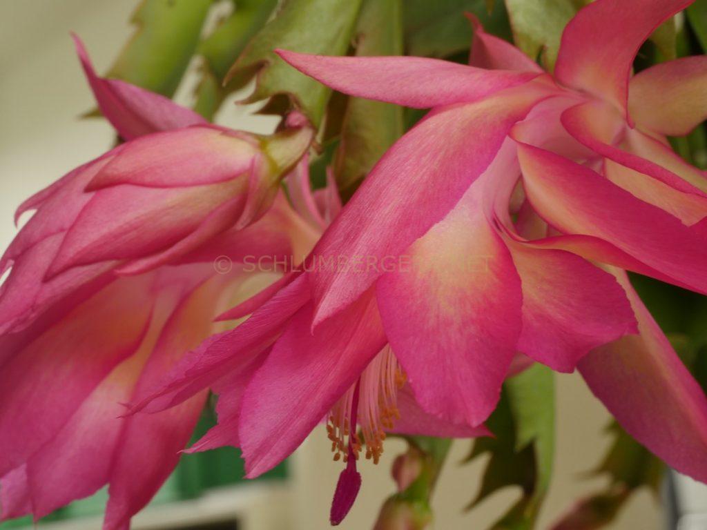 Schlumbergera 'Merel'