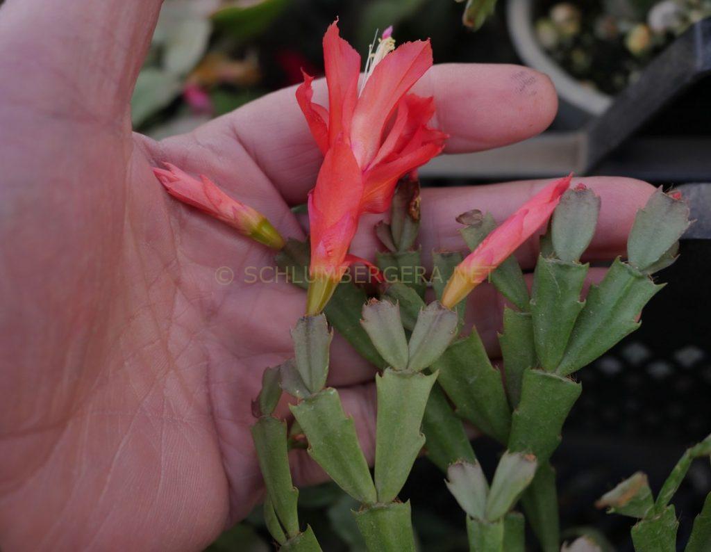 Schlumbergera 'Mini Paprika'