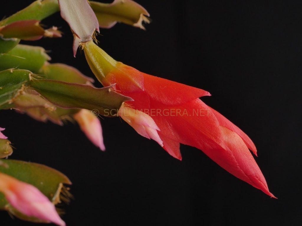 Schlumbergera 'Mini Paprika'