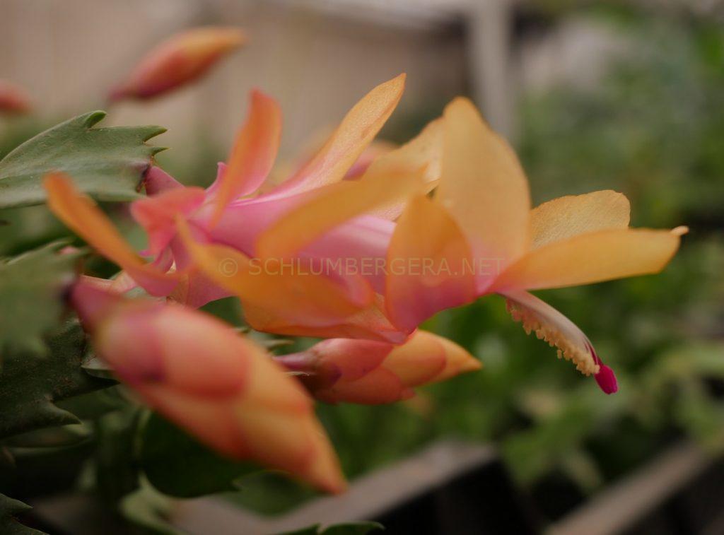 Schlumbergera 'Outono Brazil'
