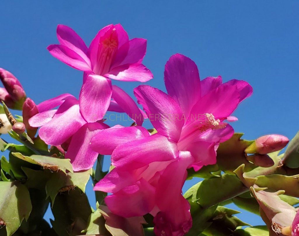 Schlumbergera 'Purple Dancer'