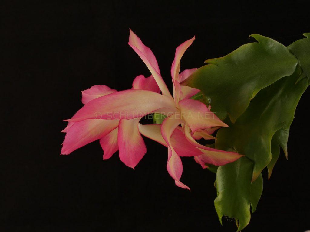 Schlumbergera 'Queen Sovereign'