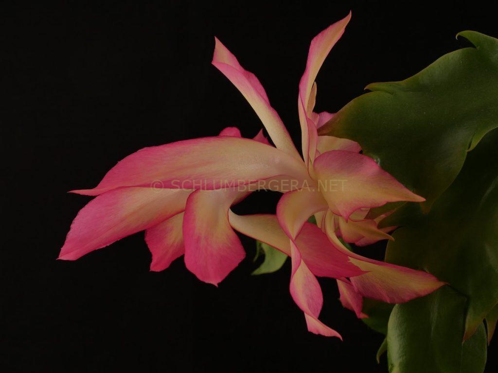 Schlumbergera 'Queen Sovereign'