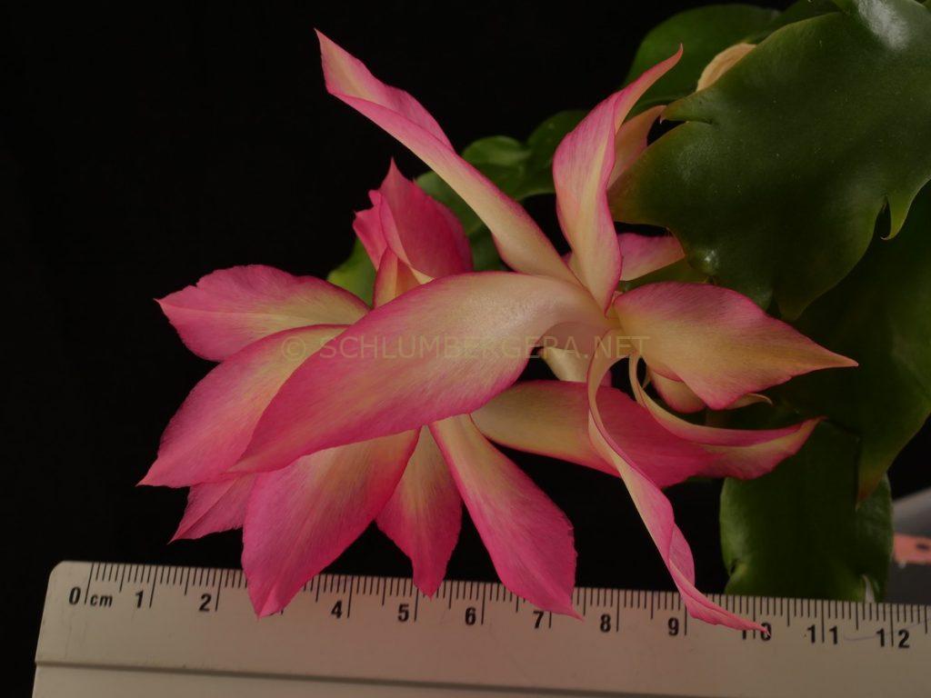 Schlumbergera 'Queen Sovereign'