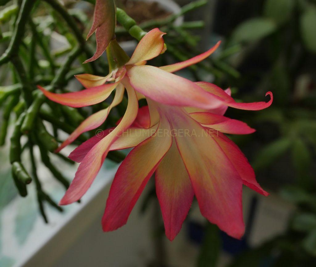 Schlumbergera 'Queen Sovereign'