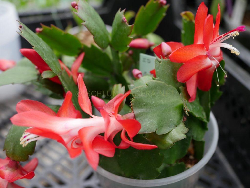 Schlumbergera 'Rio Brazil'