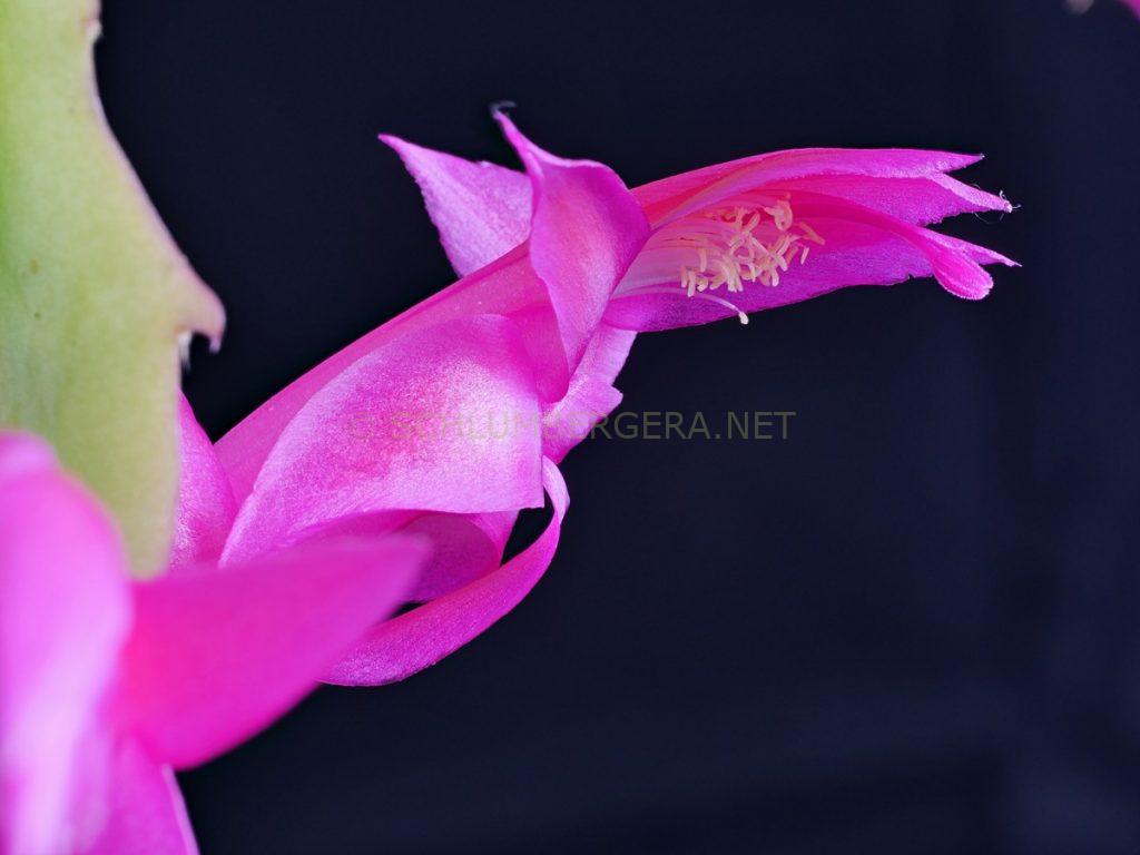 Schlumbergera 'Rossmore Harry'