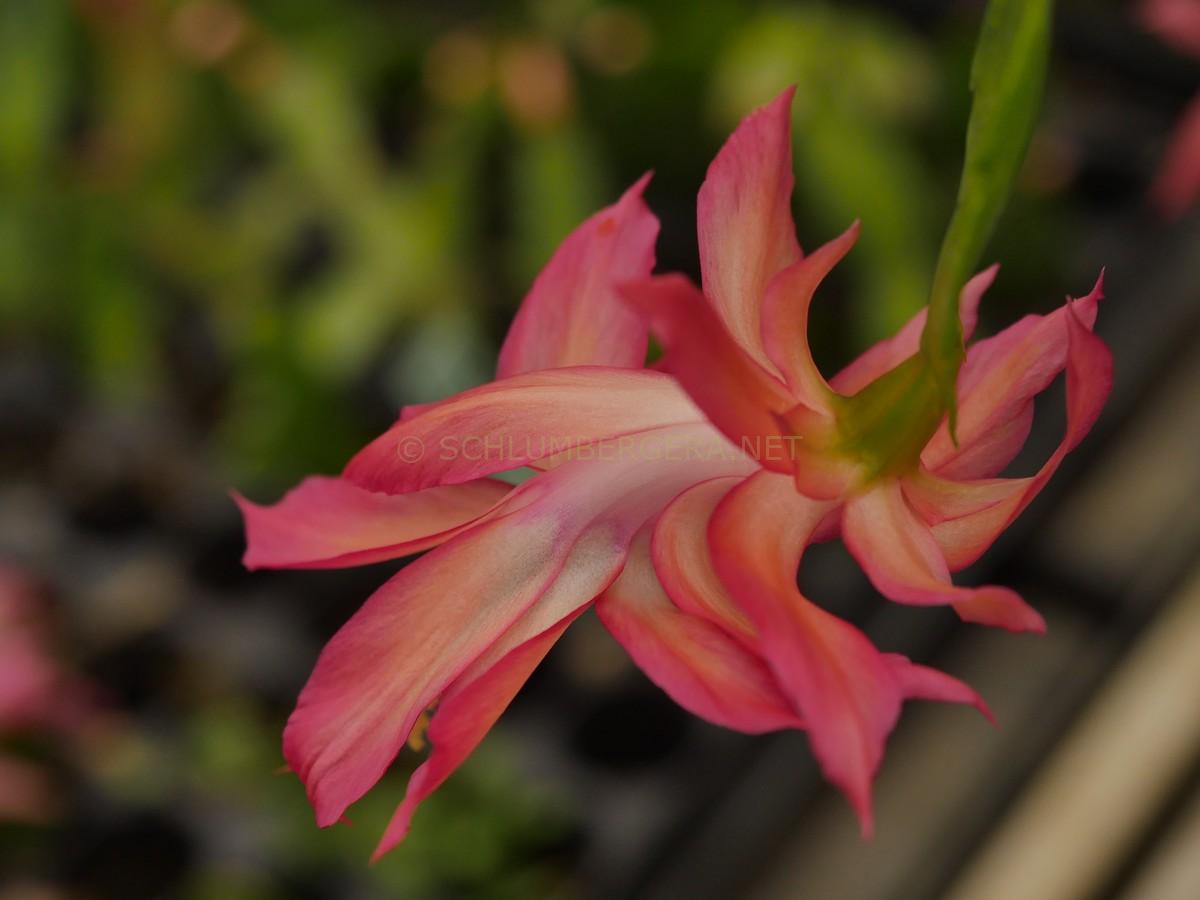 'Rudi' - Schlumbergera and Rhipsalidopsis