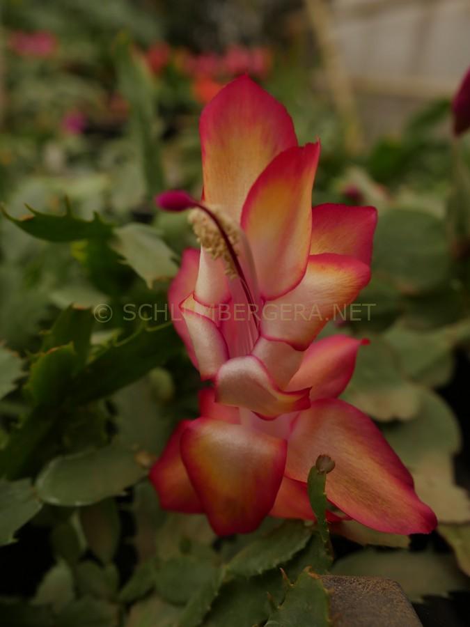 Schlumbergera 'Samba Brazil'