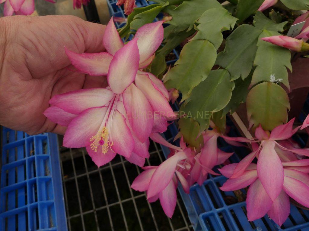 Schlumbergera 'Samba Queen'