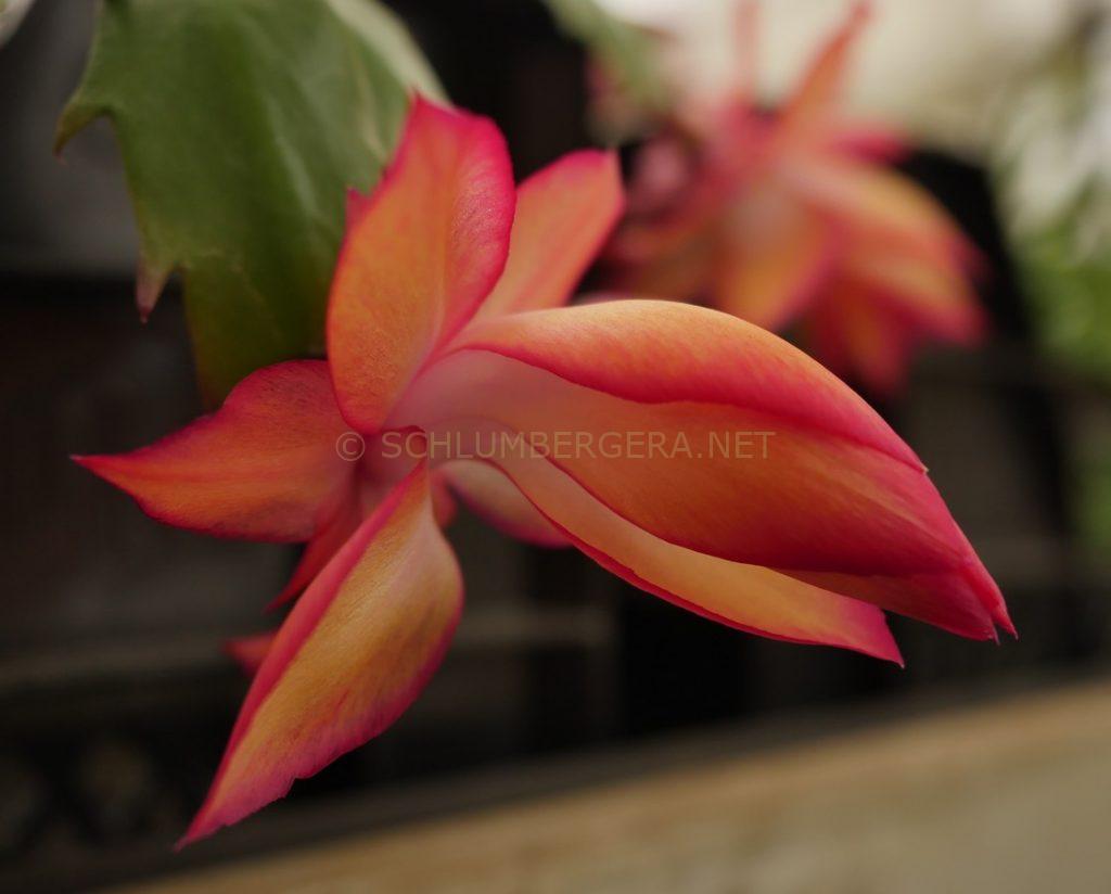 Schlumbergera 'Sangeeta'