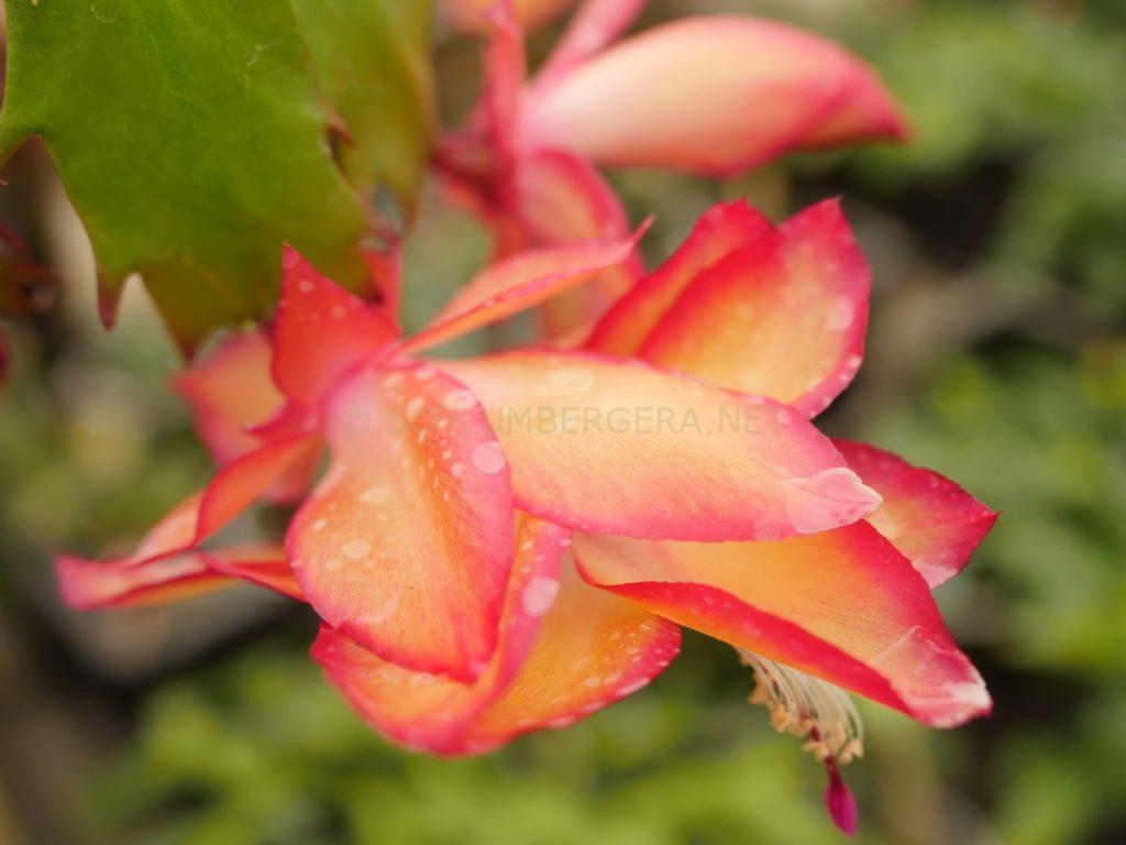 Schlumbergera 'Sangeeta'