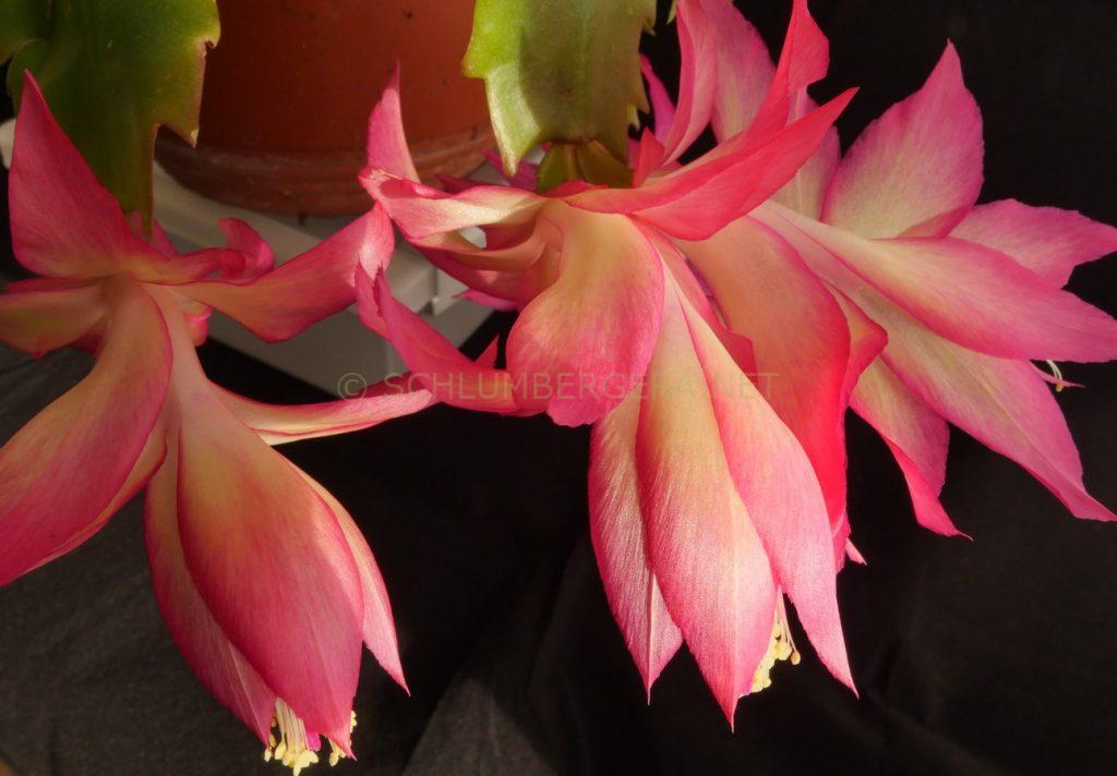 Schlumbergera 'Silky Queen'