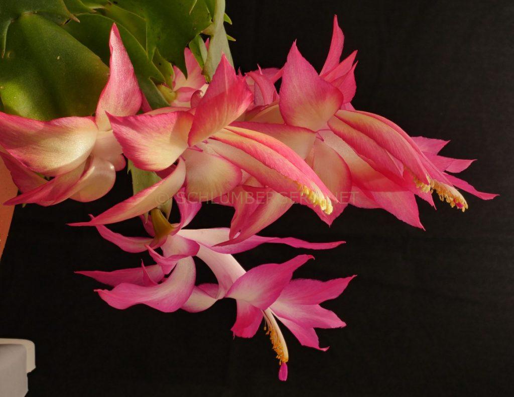 Schlumbergera 'Silky Queen'