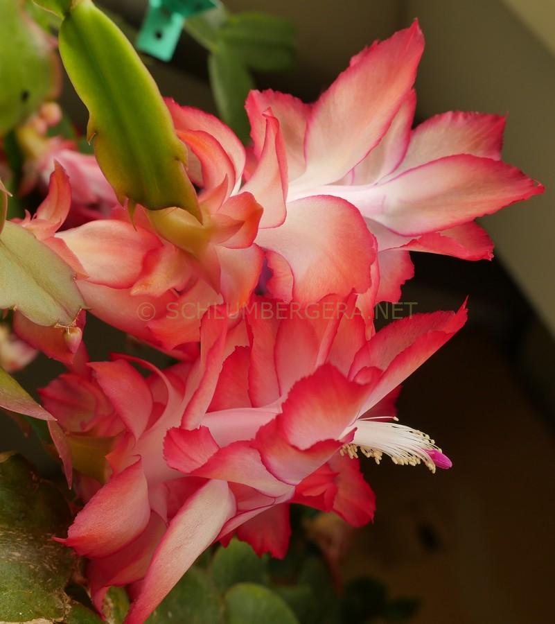 Schlumbergera 'Spanish Dancer'