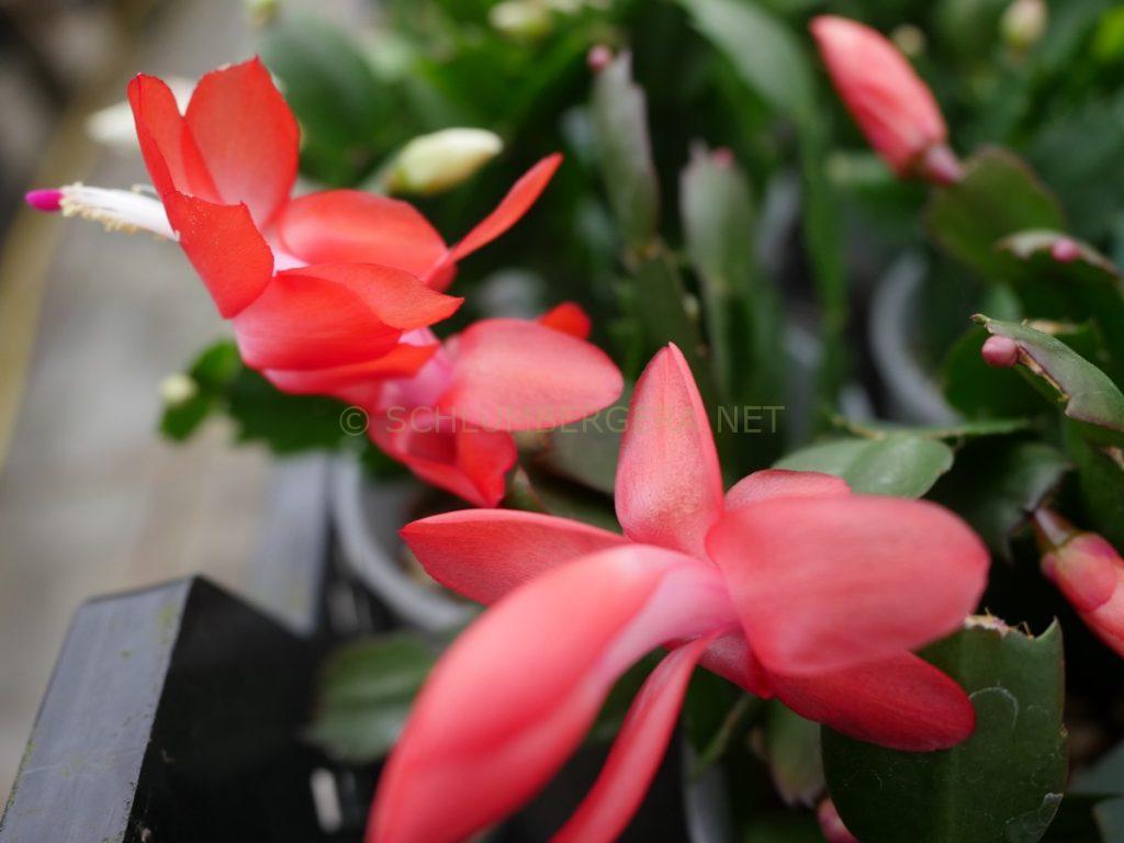 Schlumbergera 'Sunset Dancer'