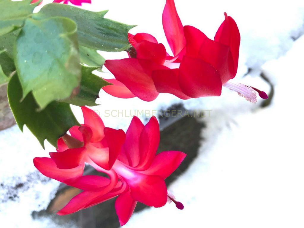 Schlumbergera 'Thor Carmen'