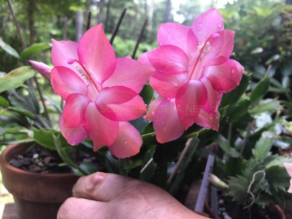 Schlumbergera 'Thor Kiri'