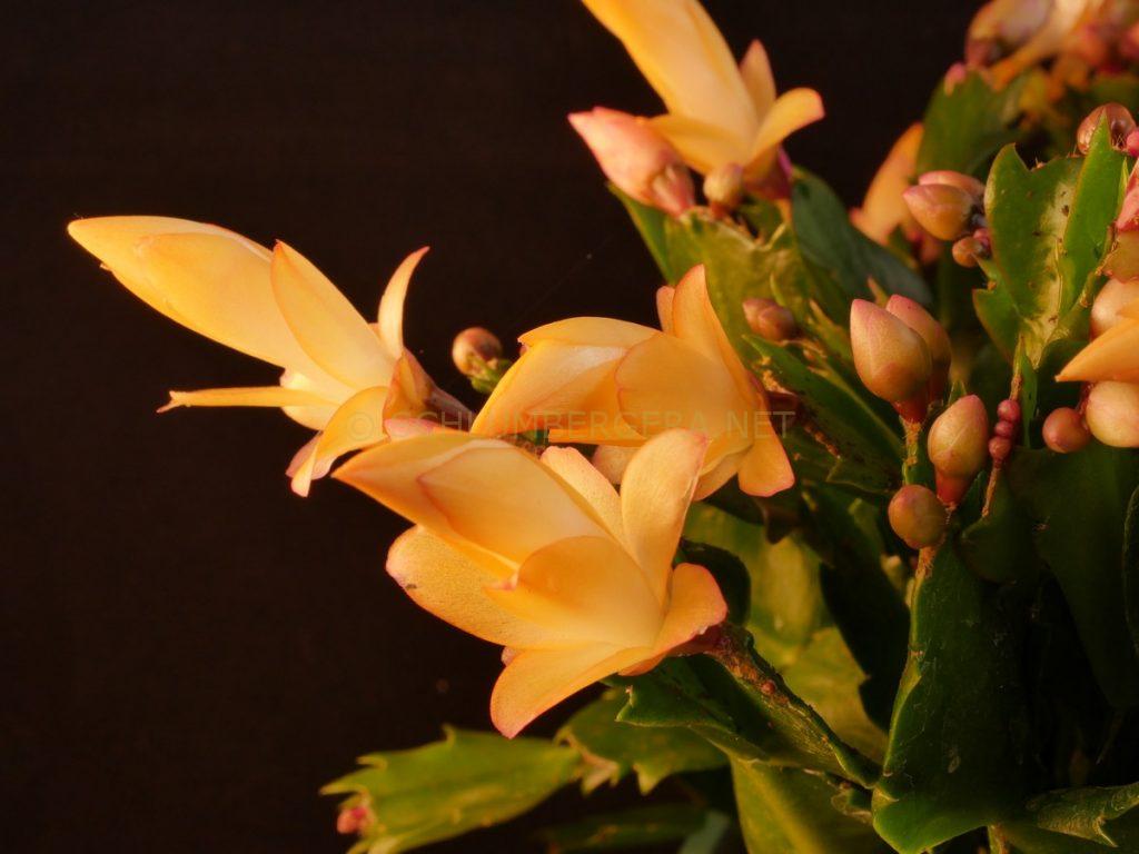 Schlumbergera 'Thor Sophia'