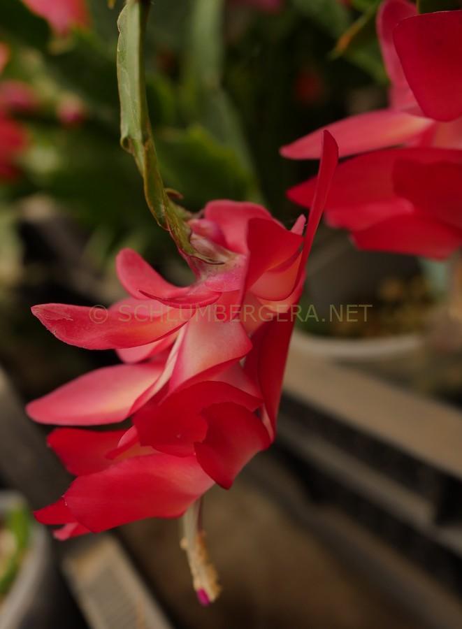Schlumbergera 'Vinho Brazil'