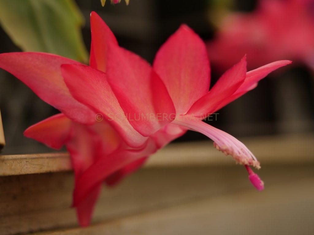 Schlumbergera 'Walle's Novembertraum'