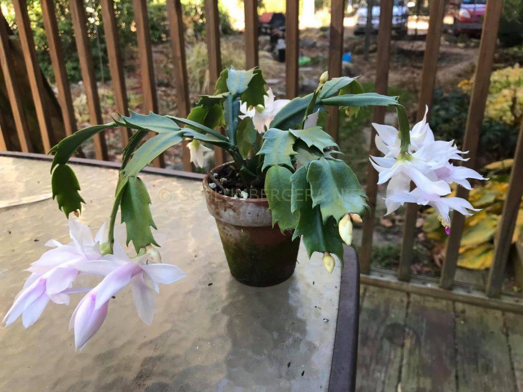 Schlumbergera 'White Christmas'