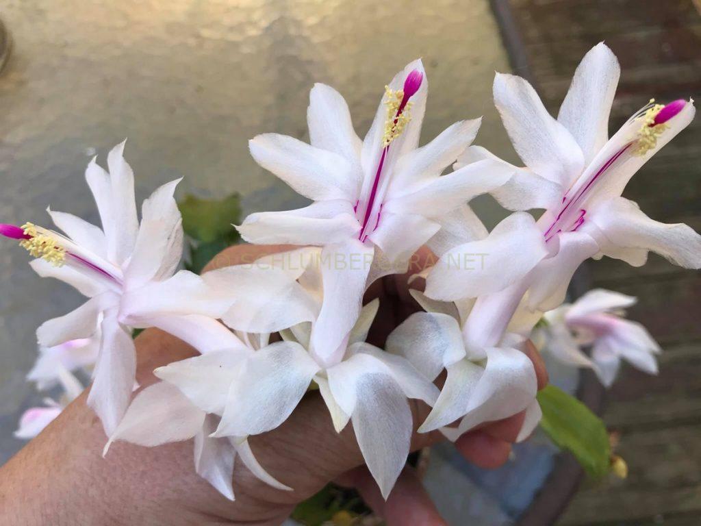 Schlumbergera 'White Christmas'