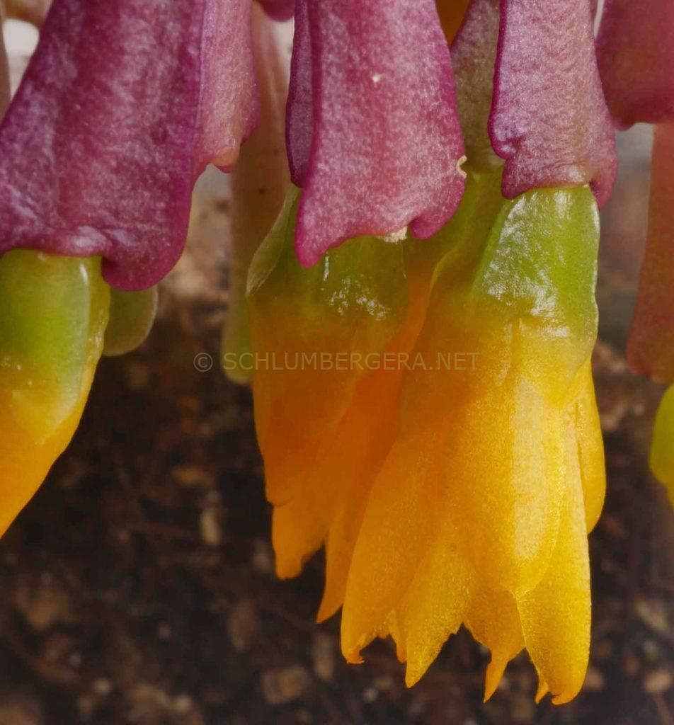 Schlumbergera lutea subsp. bradei AH 803