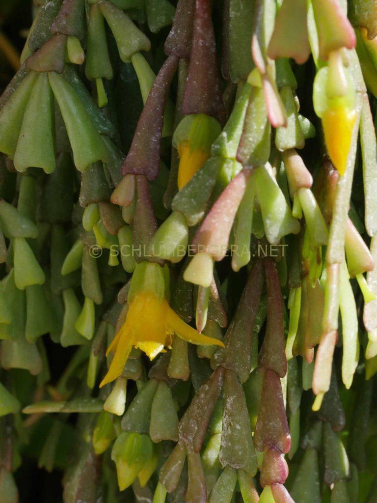 Schlumbergera lutea subsp. bradei 'Bonn'