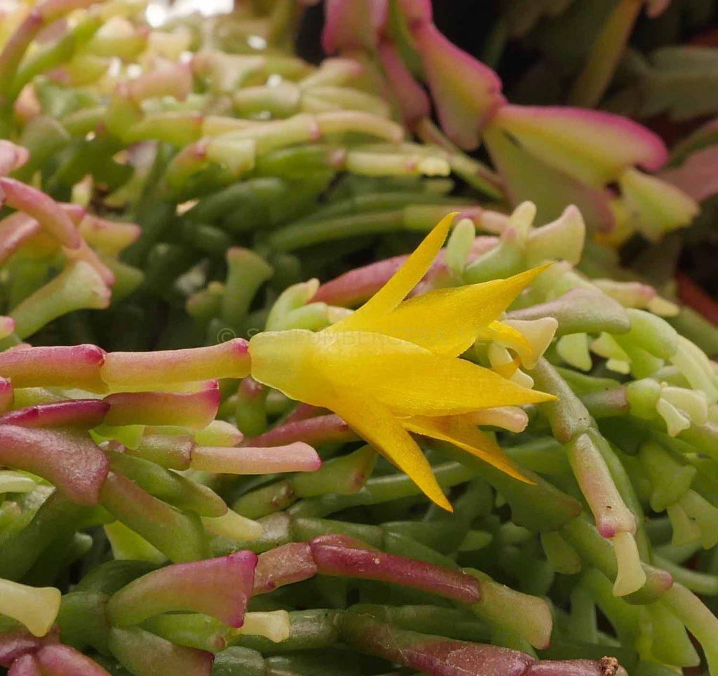 Schlumbergera lutea subsp. bradei 'Mottram Clone'