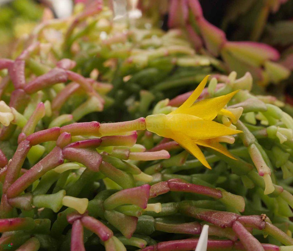 Schlumbergera lutea subsp. bradei 'Mottram Clone'