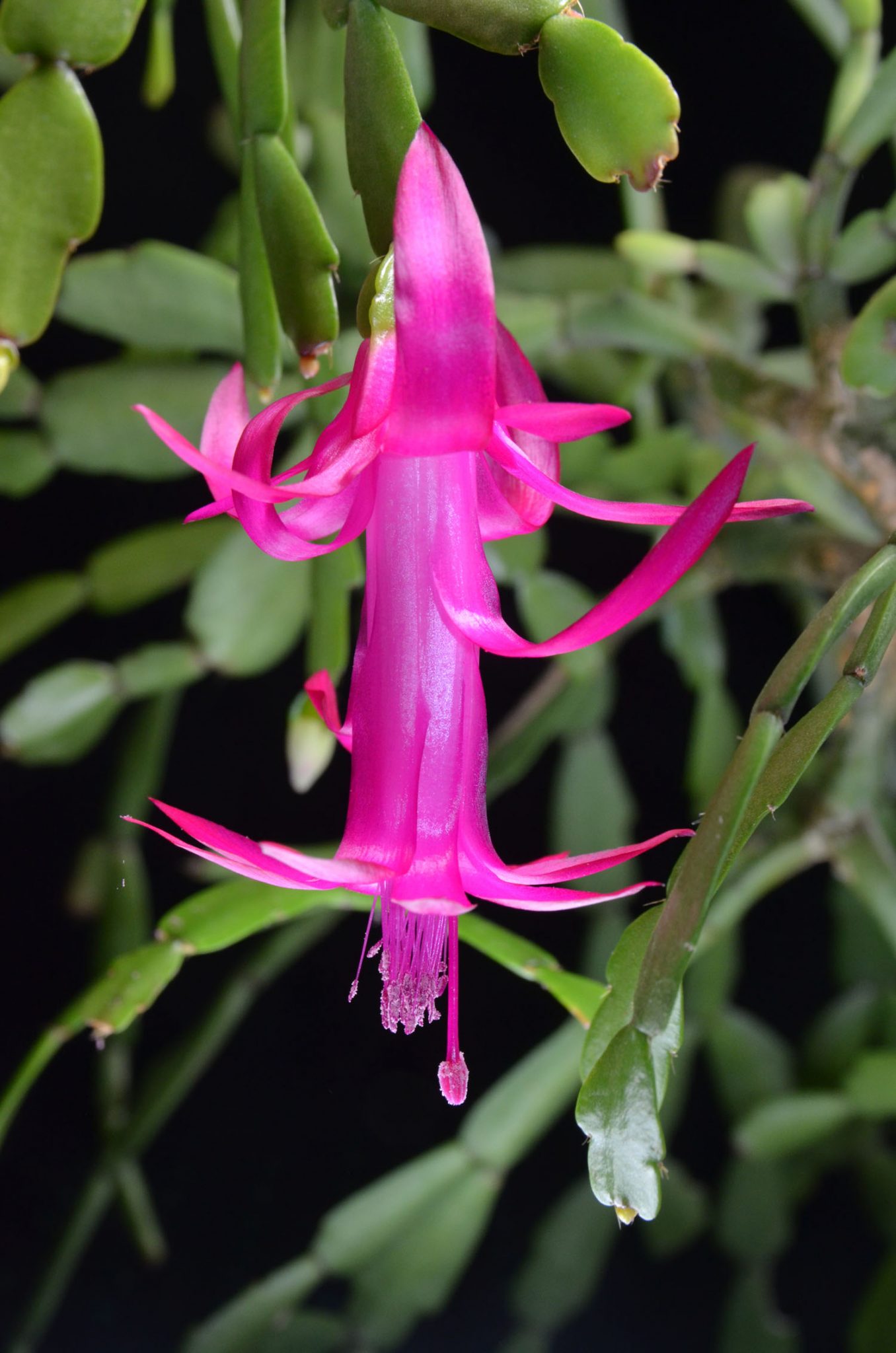 schlumbergera-russelliana-schlumbergera-and-rhipsalidopsis