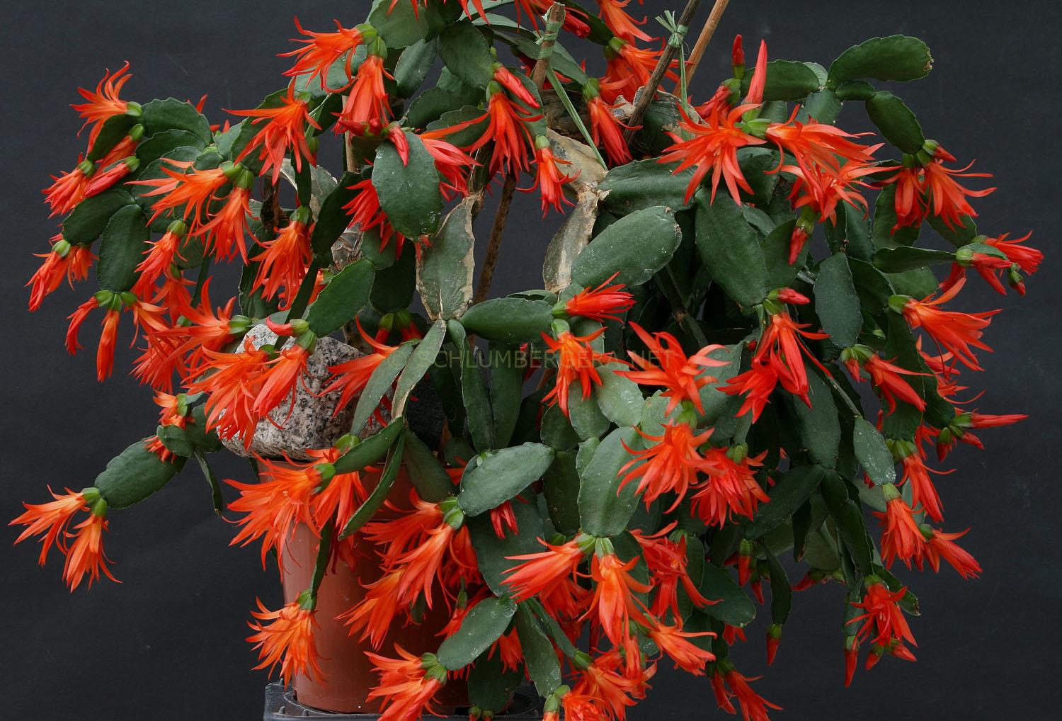 Rhipsalidopsis Gaertneri Schlumbergera And Rhipsalidopsis Rhipsalidopsis Gaertneri Schlumbergera And Rhipsalidopsis