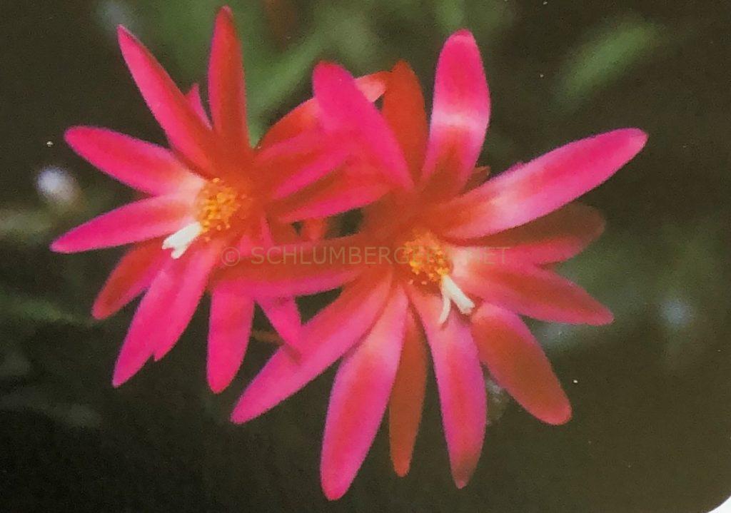 Rhipsalidopsis 'Grande'