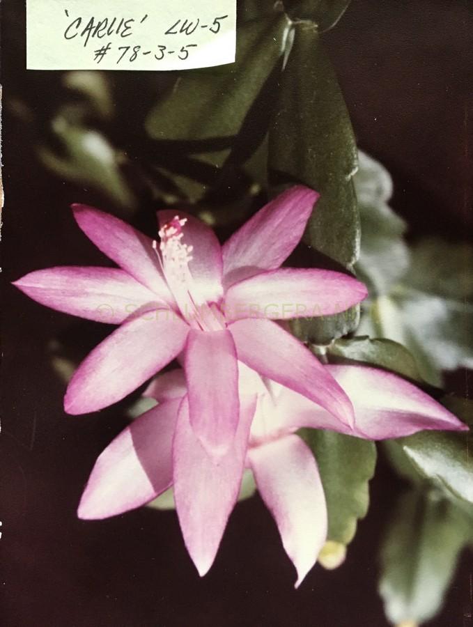 Schlumbergera 'Carlie'