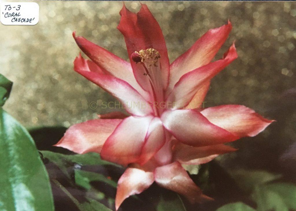 Schlumbergera 'Coral Cascade'