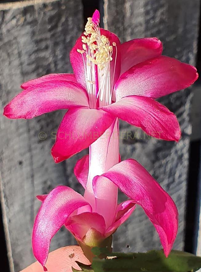 Schlumbergera 'Crimson'