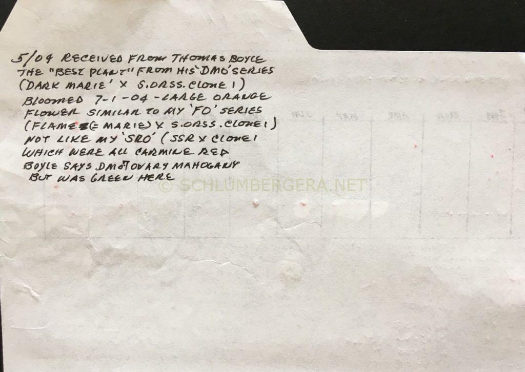 Schlumbergera 'Dark Marie'