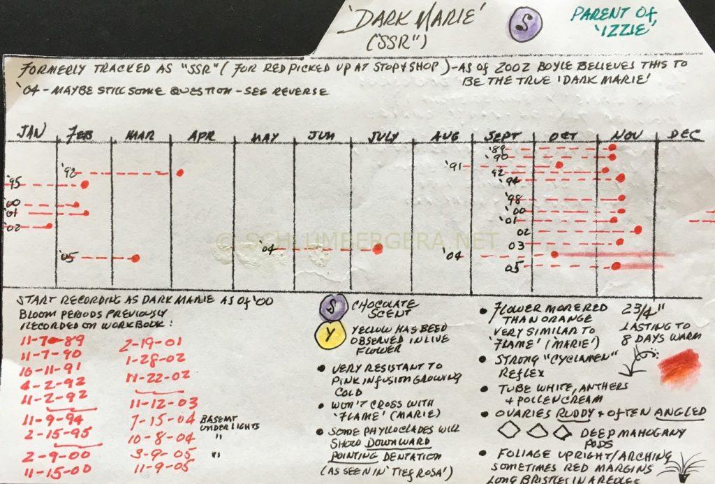 Schlumbergera 'Dark Marie'