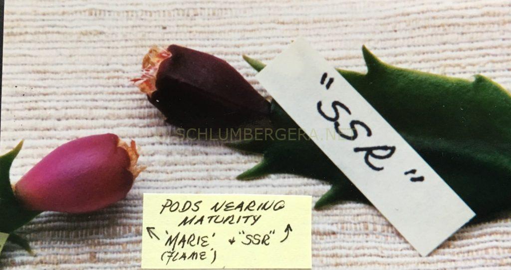 Schlumbergera 'Dark Marie'