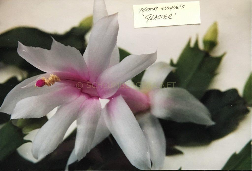 Schlumbergera 'Gail Glazier'