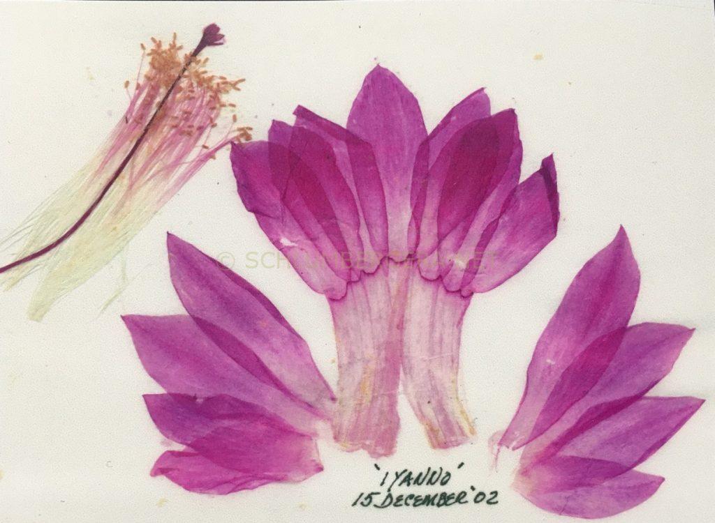 Schlumbergera 'Iyanno'