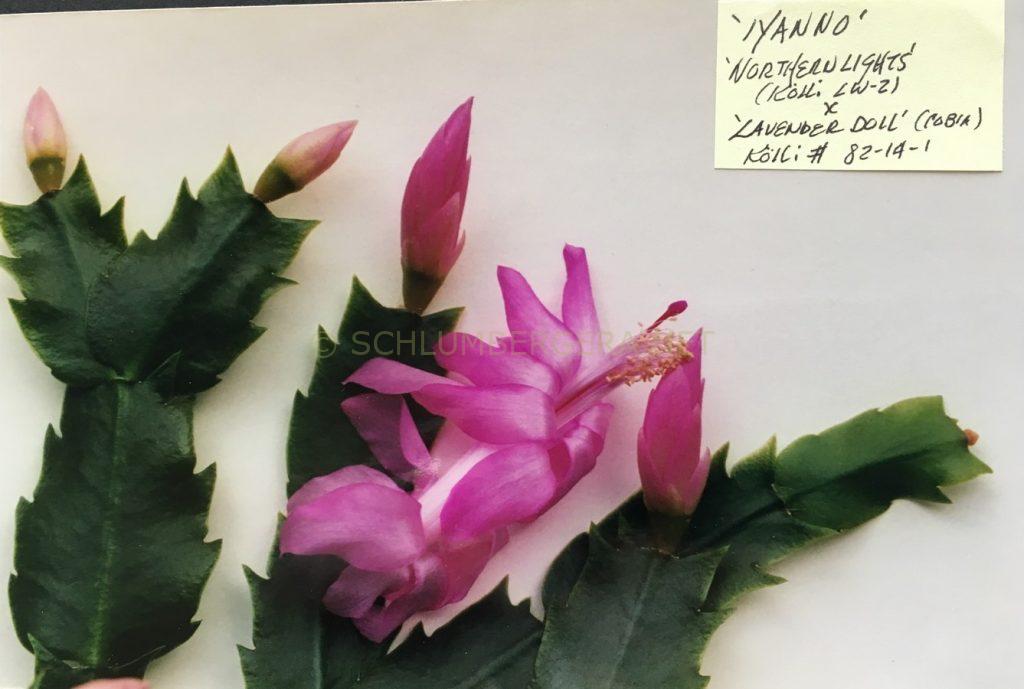 Schlumbergera 'Iyanno'