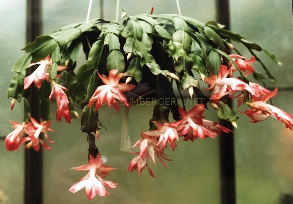 Schlumbergera 'Just Peachy'