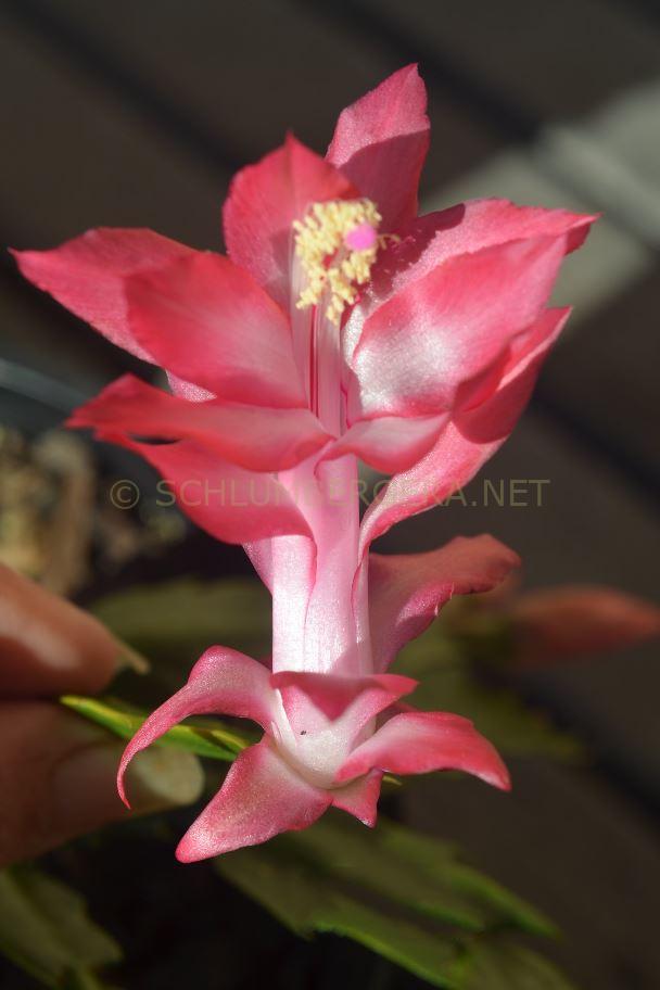 Schlumbergera 'Kerri Anne'