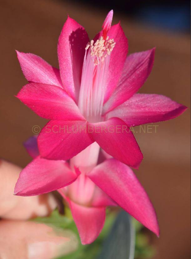 Schlumbergera 'Koko'